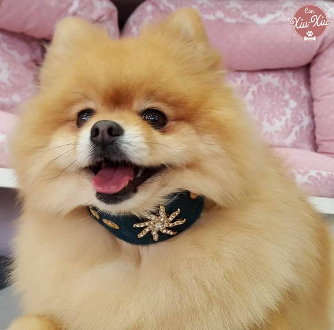 Collar precioso de doble cuero para galgo pequeño y grande! Tambien apto para perros con cuello largo como los teckels y terriers﻿ o si quieres un collar más ancho. 