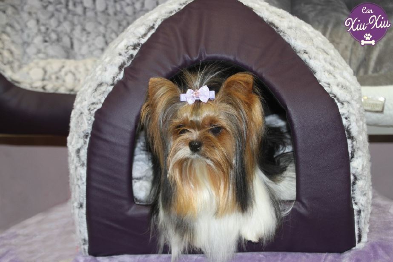 IGLOO ESPUMA PURPURA Igloo perfecto para el descanso de perros pequeños y gatos. Tiene un tamaño de 40 x 40 x 40 cm.