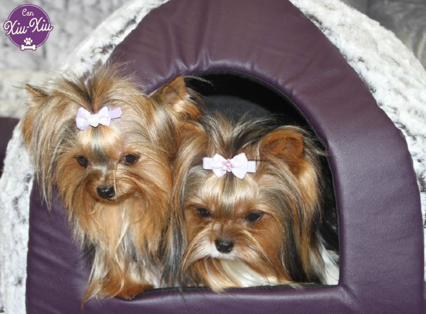 IGLOO ESPUMA PURPURA Igloo perfecto para el descanso de perros pequeños y gatos. Tiene un tamaño de 40 x 40 x 40 cm.