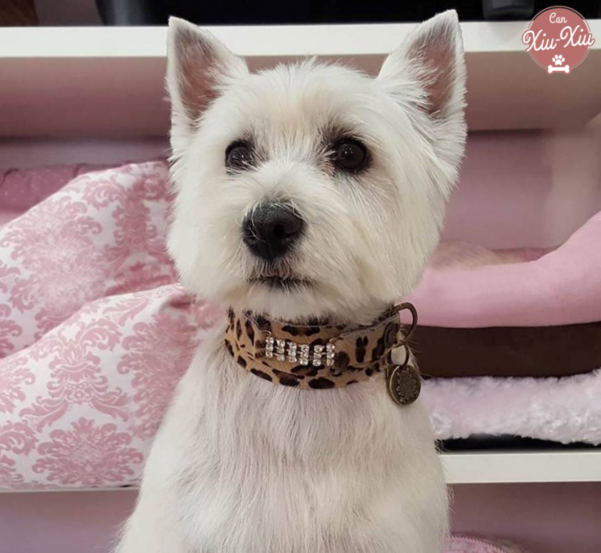 Serendipia collar de perro es increible. Extravagante para perros o gatos pequeños con piel extra suave y sin peso.