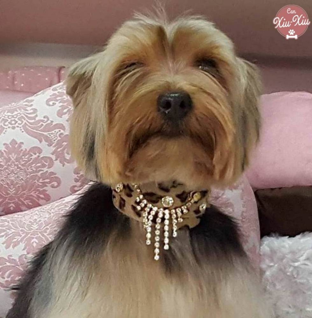 Zanzibar Cascade Collar de mascota es precioso y perfecto para mascotas que tienen más pelo.   