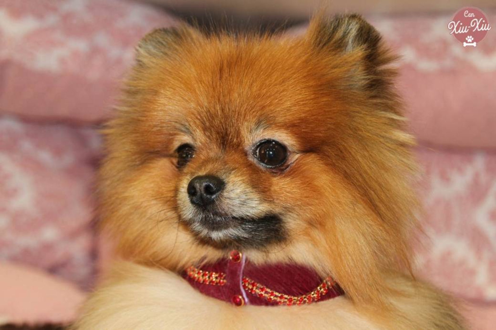 Serendipia collar de perro es increible. Extravagante para perros o gatos pequeños con piel extra suave y sin peso.